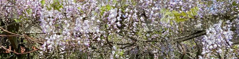 Wisteria